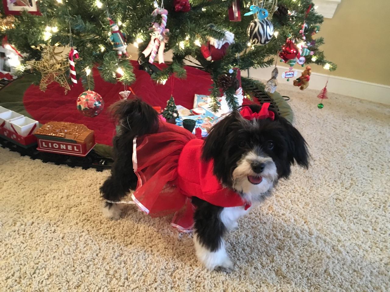 Chloe wishing everyone a nice Christmas.